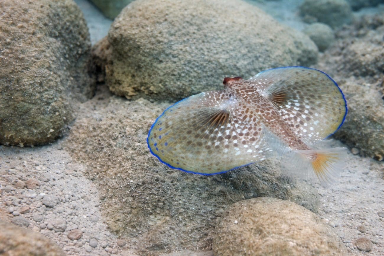 Znanstveno otkriće iz Jadrana: Ribe "govore", a kokot letač ima i zvučni i vizualni alarm