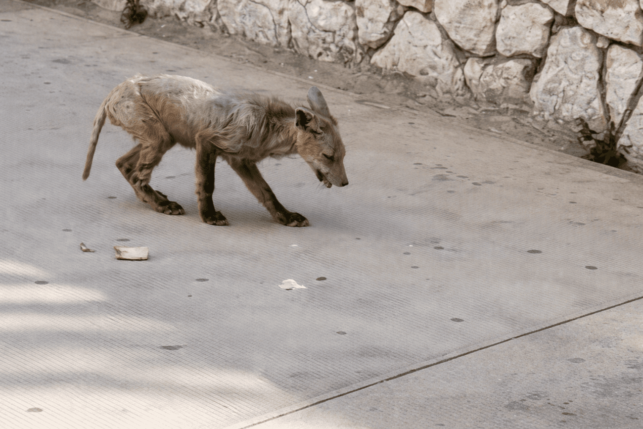 Pojava ove životinje uznemirila građane, raspravljaju je li riječ o lisici, čaglju ili psu. Stručnjaci su jasni