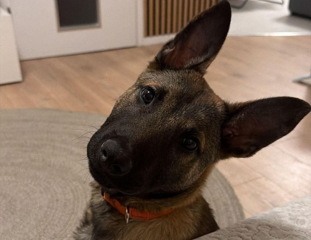 U Žrnovnici nestao tromjesečni pas Ben, zadnje viđen između Sitnog Donjeg i Gornjeg