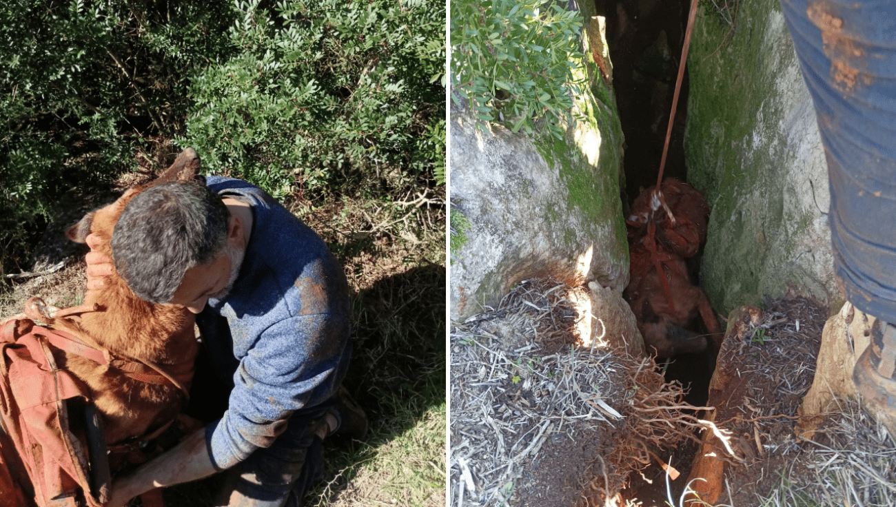 Drama na otoku: HGSS spašavao muškarca i psa iz 20 metara duboke jame