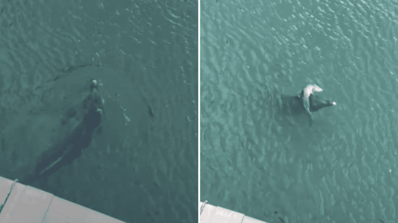 VIDEO Ženka dupina u Jadru oplakuje mrtvo mladunče, snimka slama srca