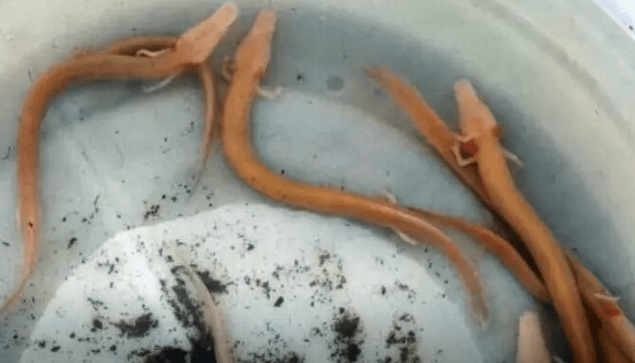 VIDEO Zbog poplava u Dalmaciji na površinu su vode izbacile endemska bića