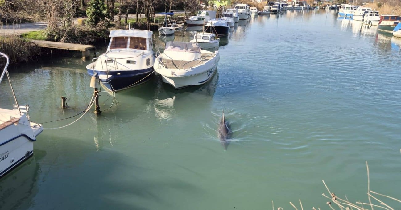 Dupin u rijeci Jadro izazvao pravu atrakciju u Solinu! Ninčević: "Lipo je vidit dupina u našoj Rici, ali..."