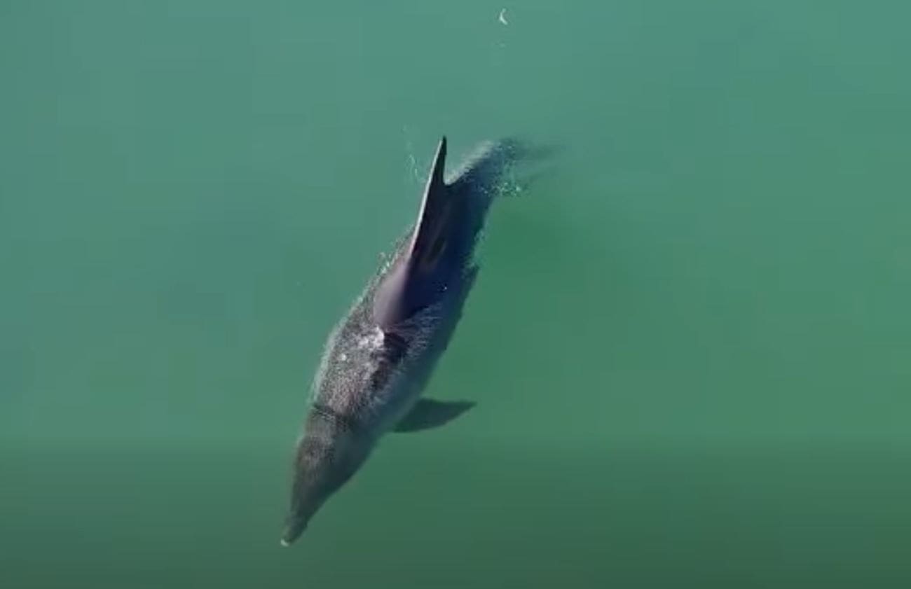 Jeste li ga vidjeli? Dobri dupin zalutao u rijeku Jadro