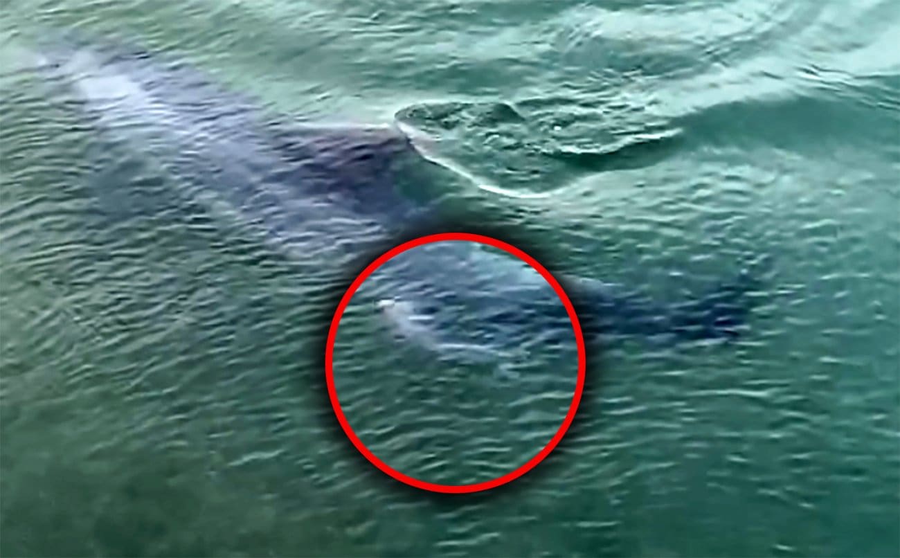 Obrat s dupinom u Jadru: Radi se o ženki koja se pokušava okotiti mladunče