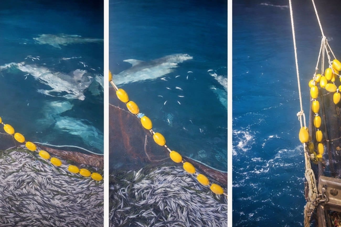 Tko je zapravo štetočina? Snimka dupina u Dalmaciji koji su okružili plivaricu potaknula živu raspravu