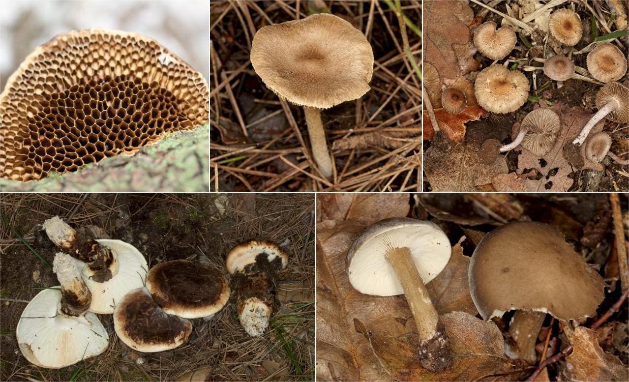 U Nacionalnom parku Krka otkriveno jedanaest novih vrsta gljiva za Hrvatsku