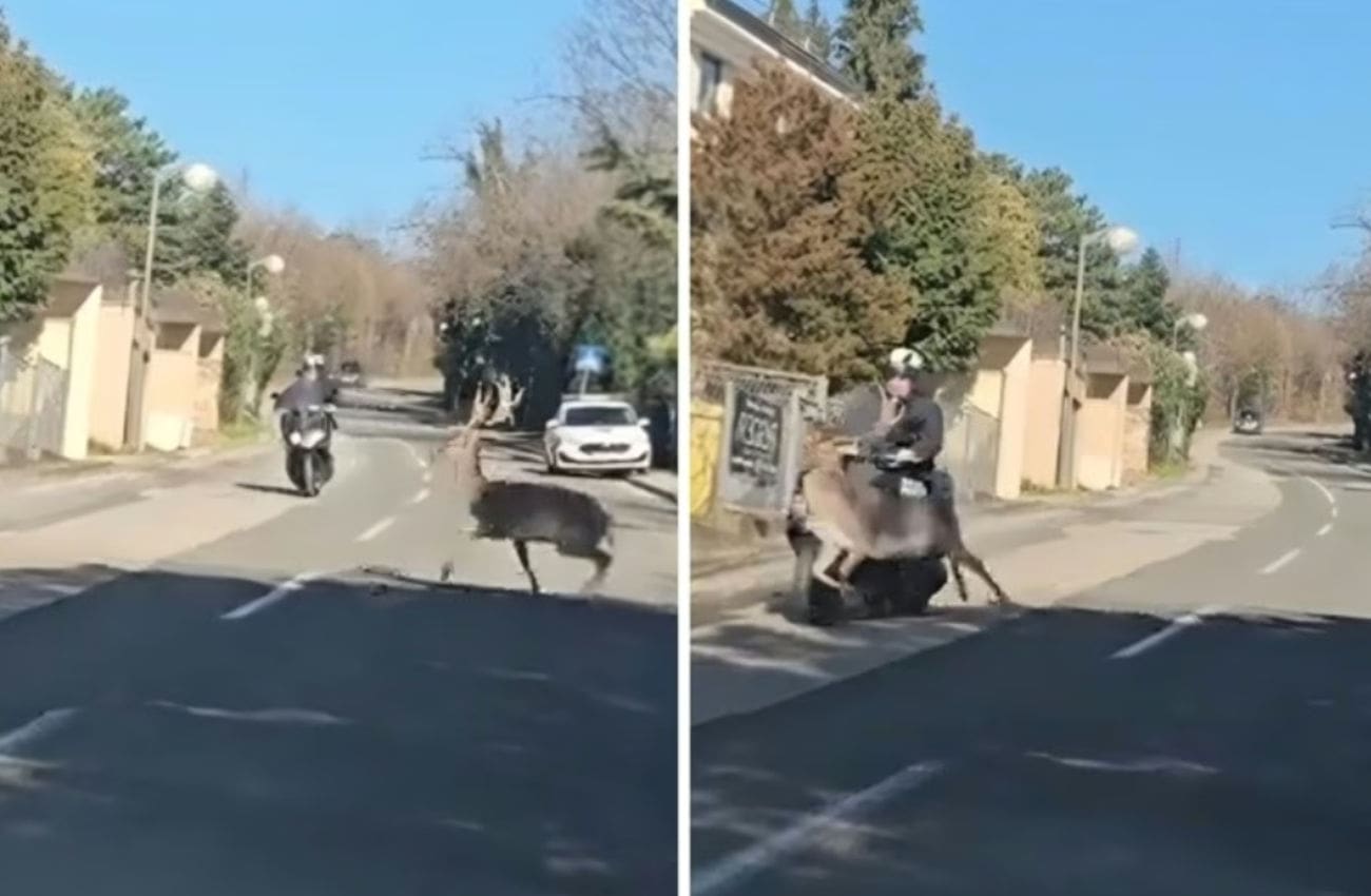 Jelen se na Pantovčaku zabio u skuter