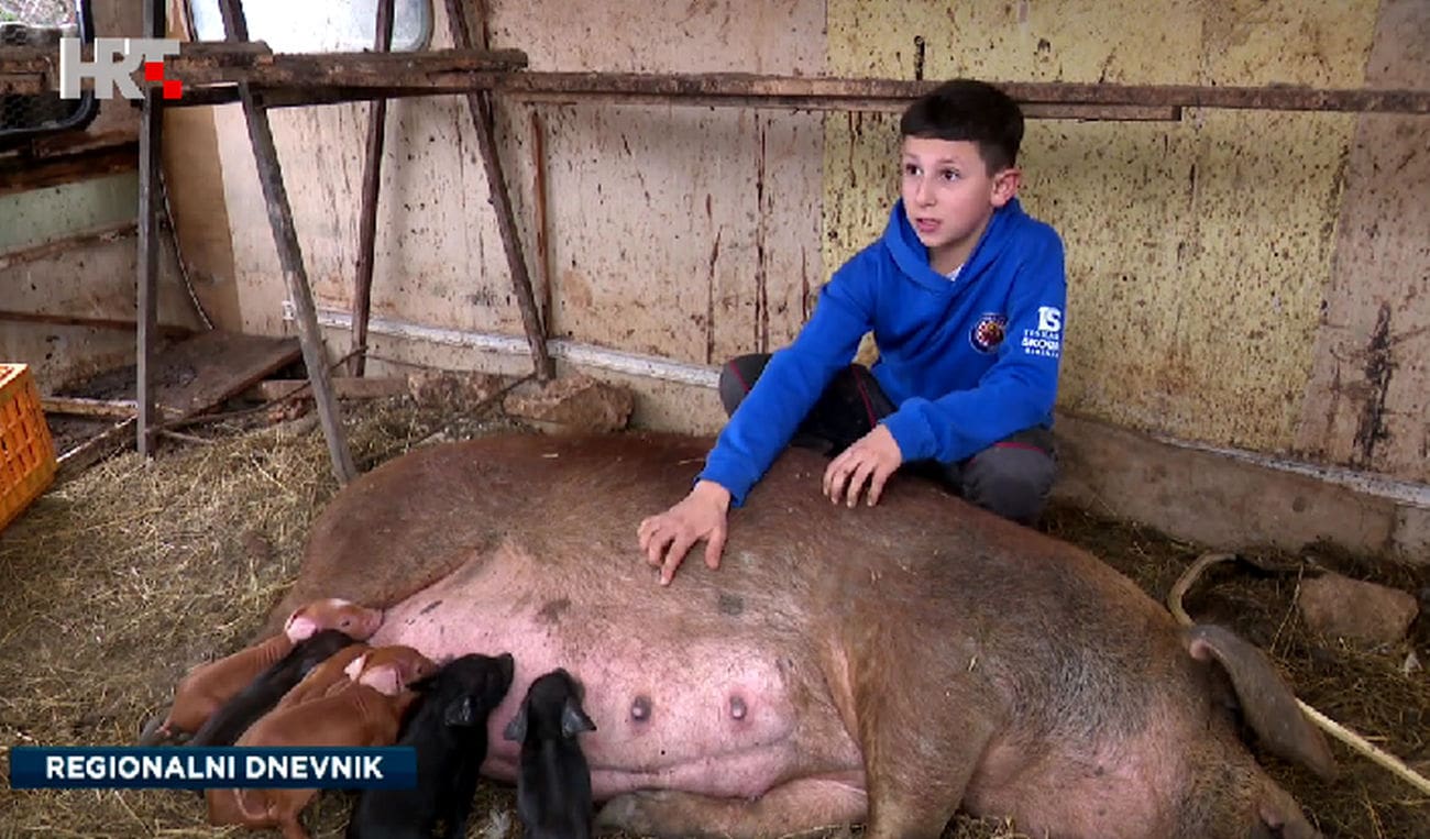 Luka (11) je najmlađi svinjogojac u Hrvatskoj. Planira proširiti farmu