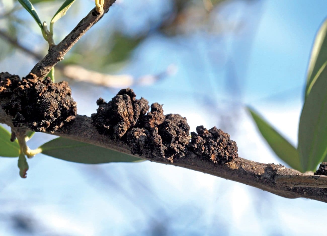 Zaraženi alat širi rak masline