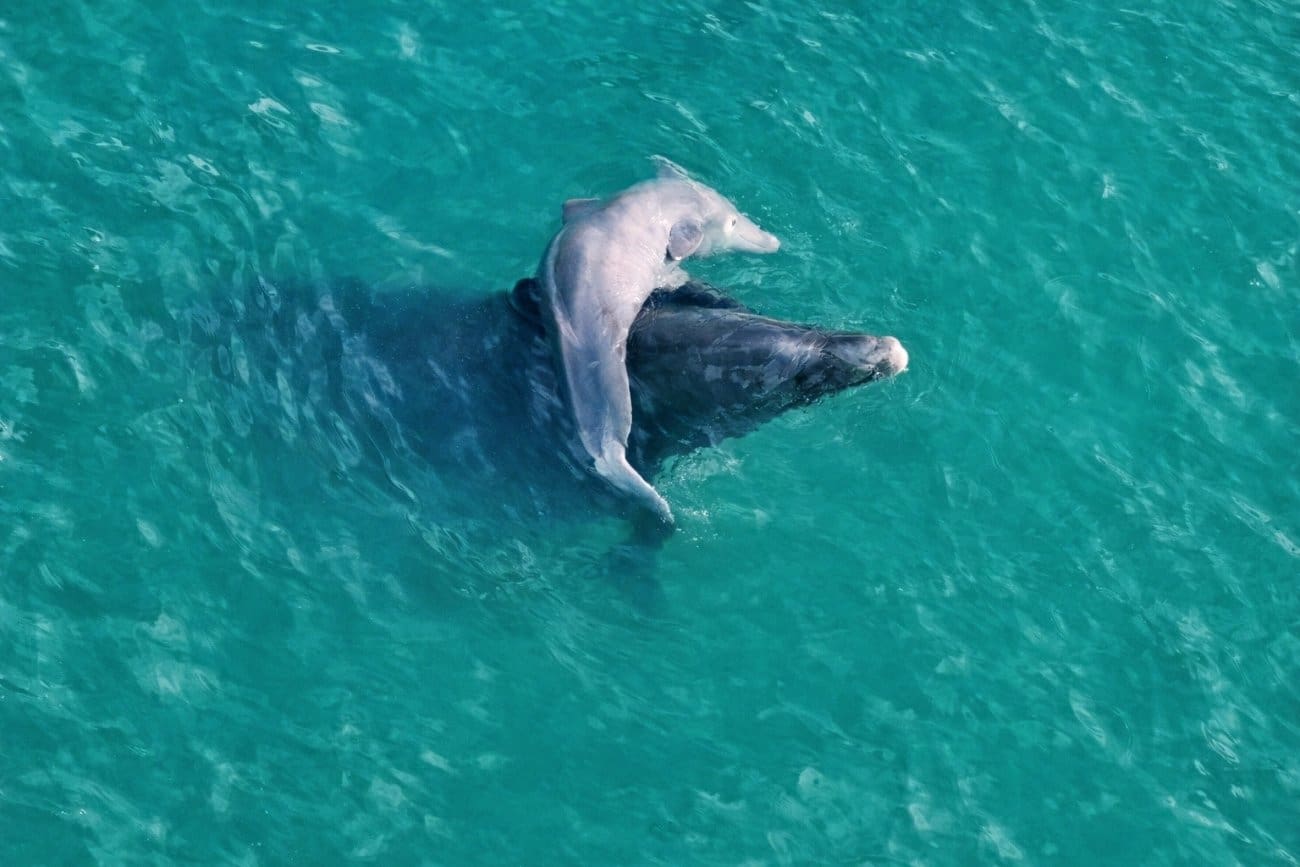 VIDEO Ženka dupina u Jadru oplakuje mrtvo mladunče, snimka slama srca