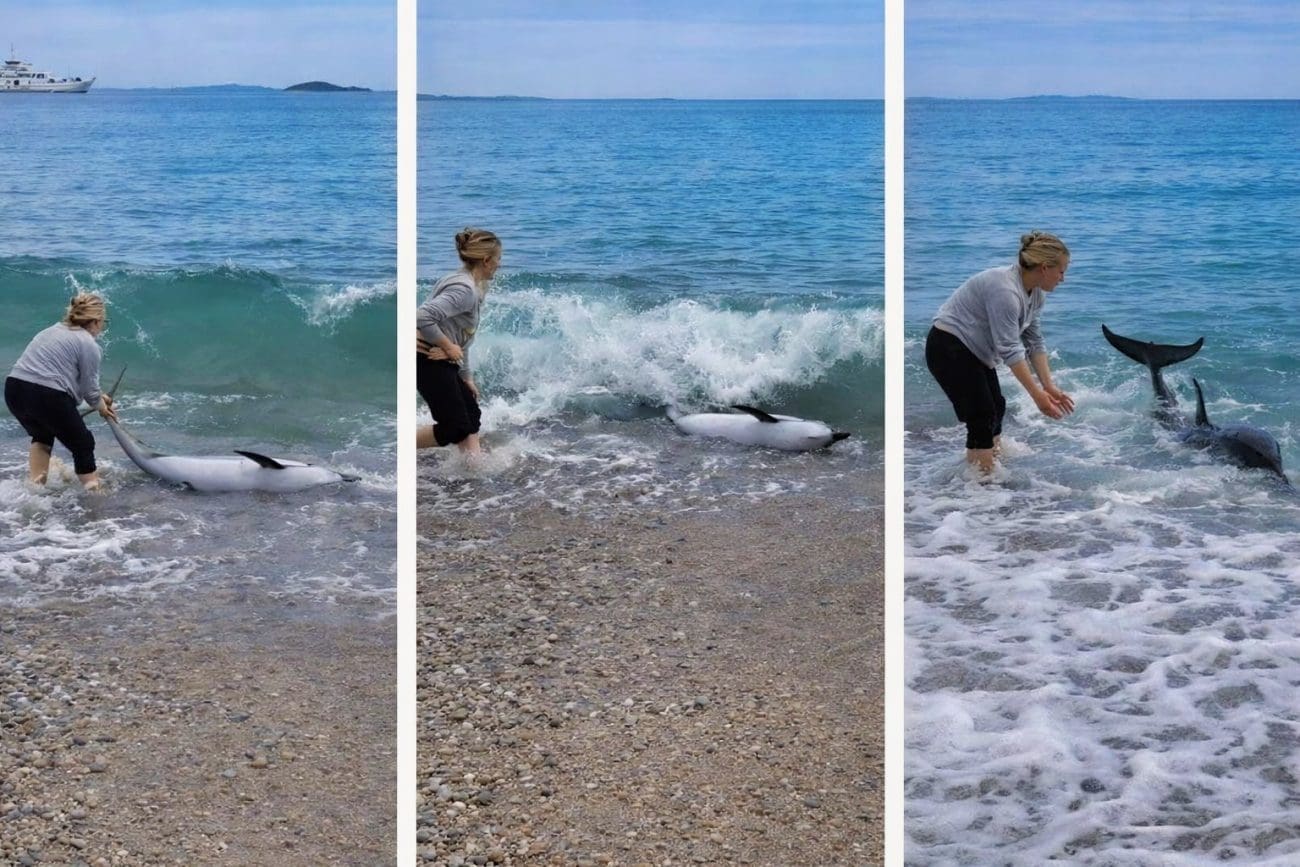 Dupin se nasukao na plažu u Orebiću, Sara je dotrčala i svim silama ga gurala nazad u more. Naišao je njen prijatelj i akcija je uspjela