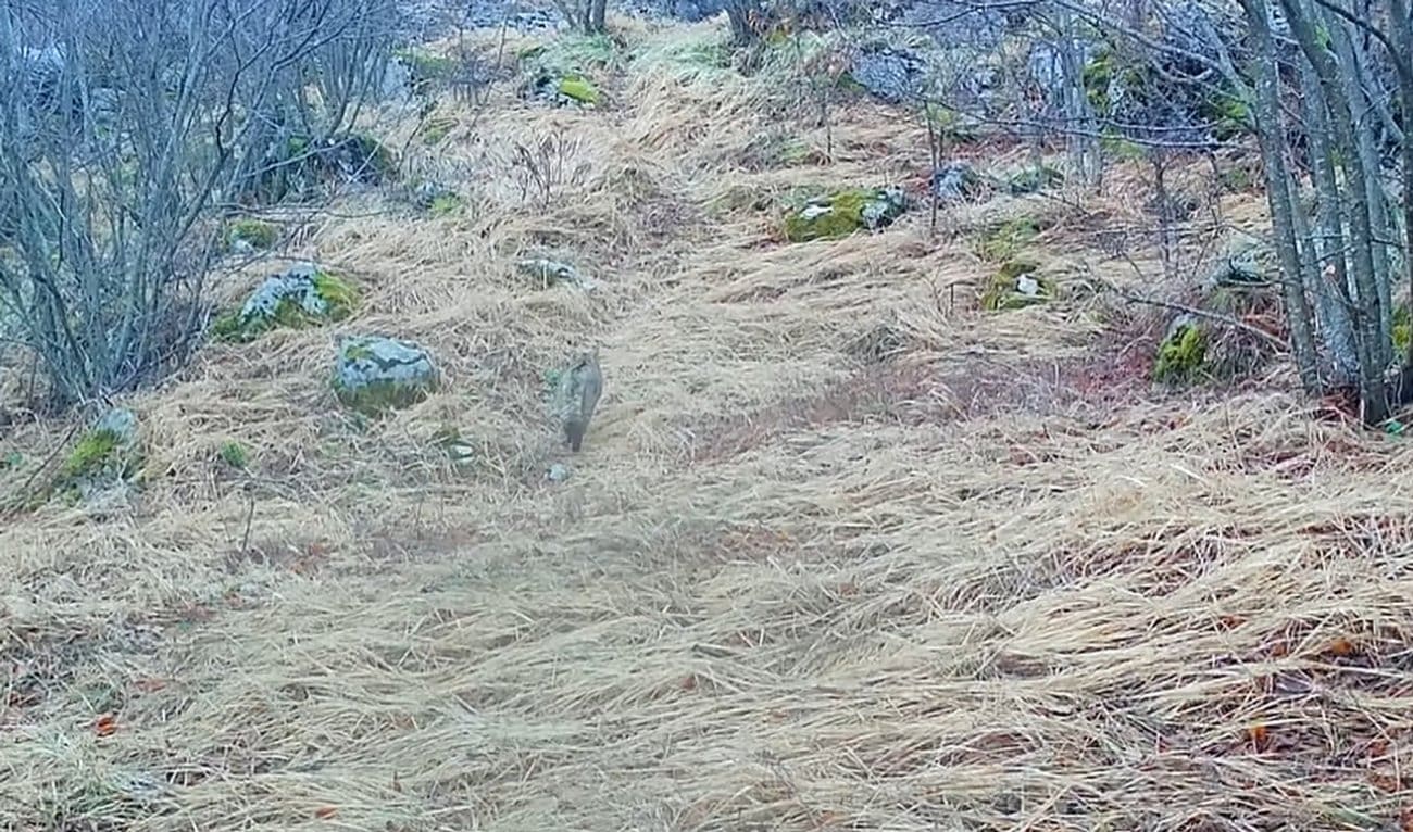 VIDEO Kamere na Svilaji snimile rijedak prizor. Pogledajte o čemu je riječ