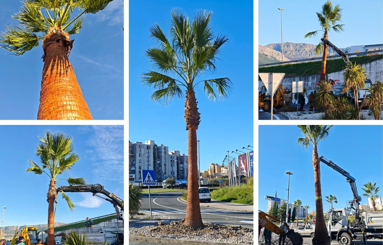 FOTOGALERIJA Velika novost u Splitu! Na petlji Poljička - ZNG posađene washingtonije: Parkovi i nasadi najavljuju nove "foto pointe" Splita