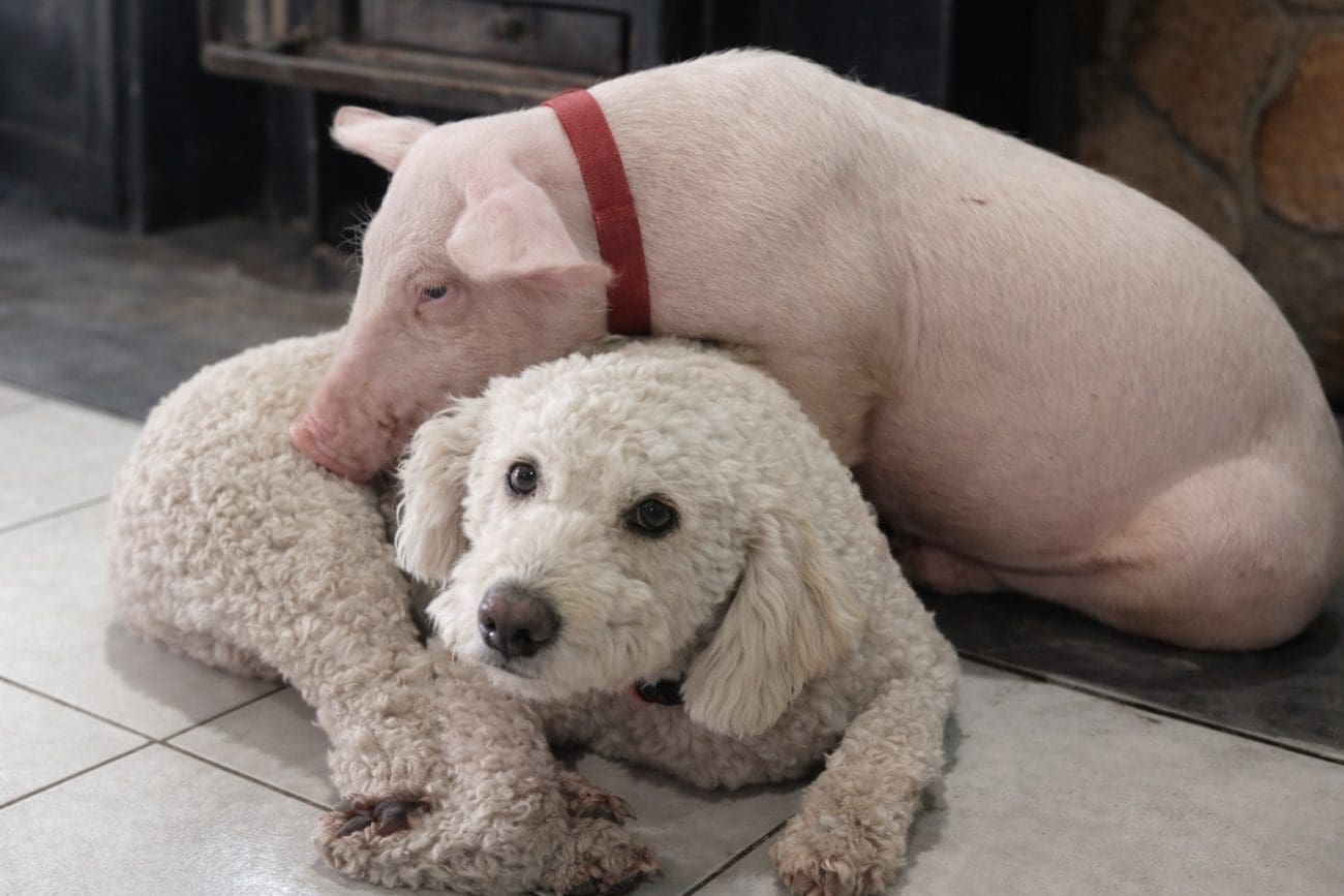 Kraj drame, prašić Gucci se vratio kući u Makarsku. "Oteli" ga Imoćani