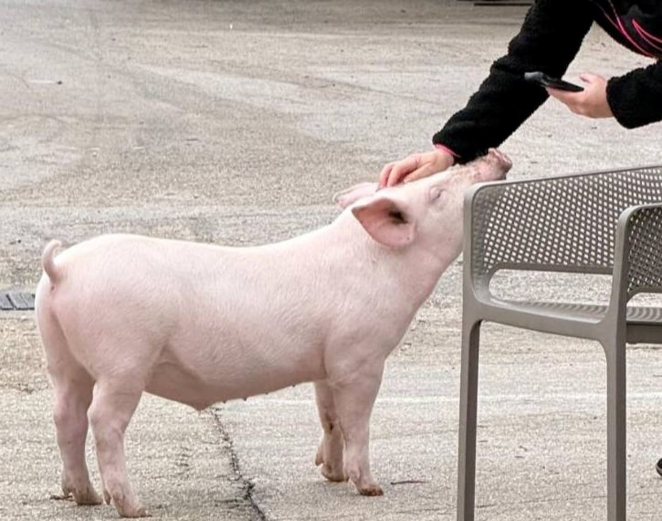 U Dalmaciji nestao prasac Gucci, sumnja se da je ukraden