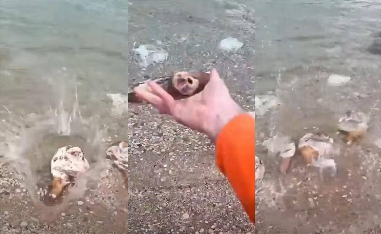 Ovo je video koji dokazuje da Dalmatinci imaju najbolji smisao za humor