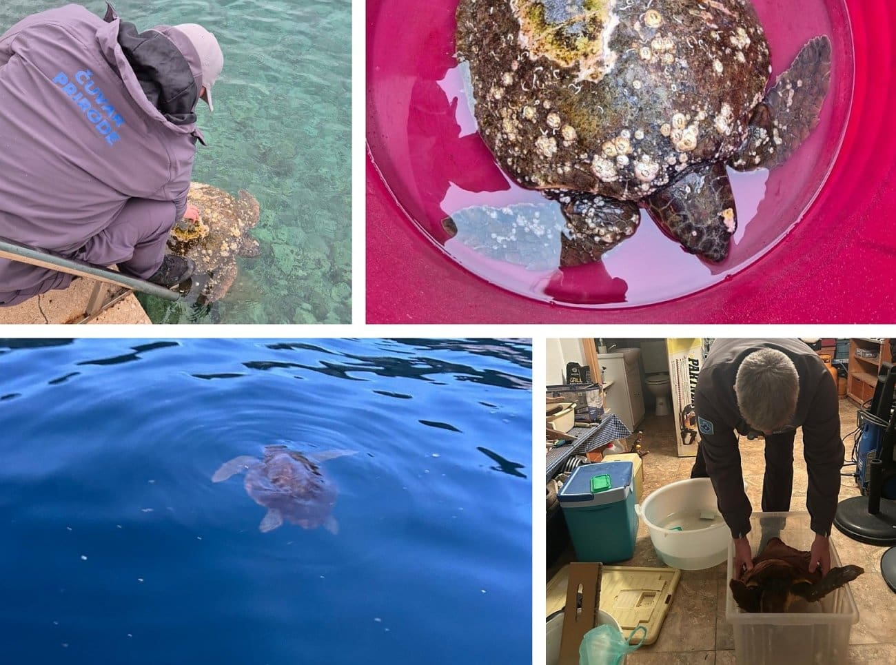 Svaka čast, dobri ljudi! Nevrijeme izbacilo dvije ozlijeđene želve na Lastovo. Prebačene trajektom u Split veterinaru na liječenje