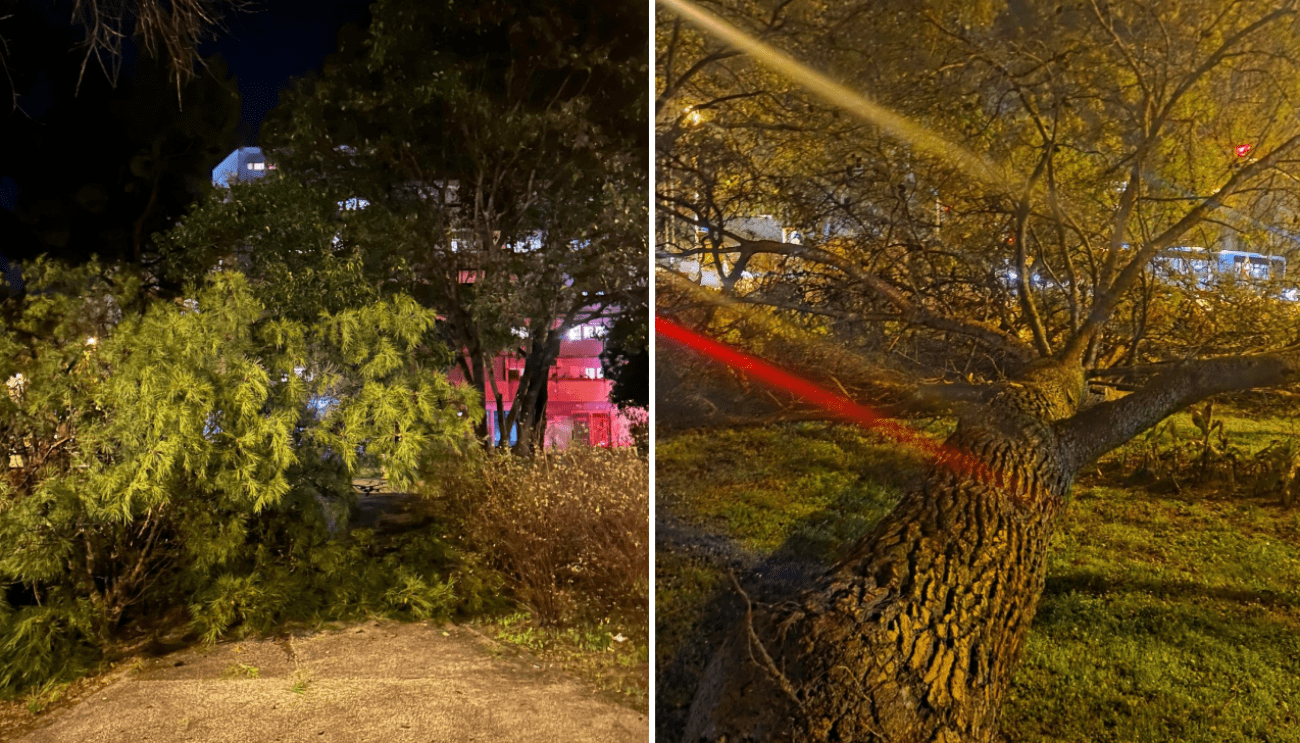 Pao bor u Teslinoj ulici