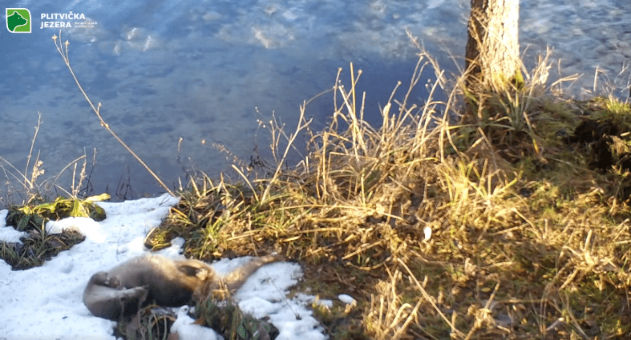 VIDEO Kamera na Plitvicama ulovila presladak prizor vidre u snijegu