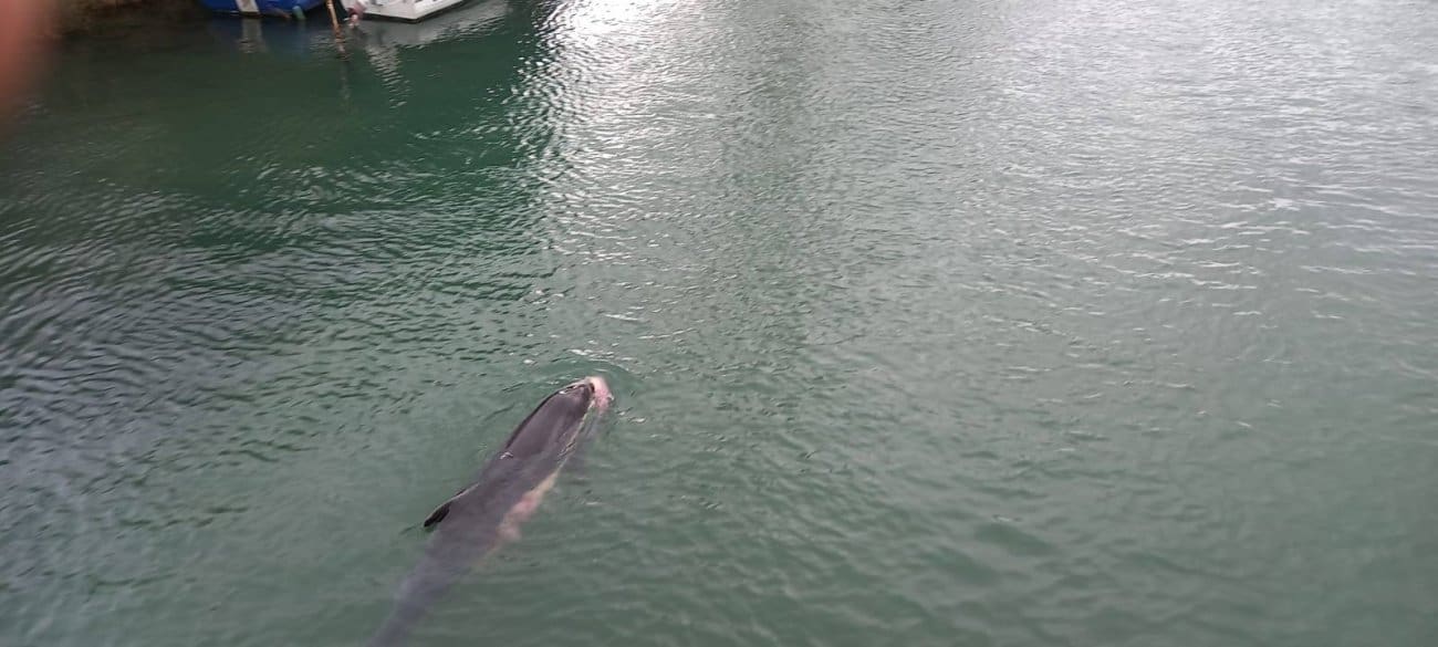 Ženka dupina u Jadru izgubila mladunče: Porod je trajao predugo