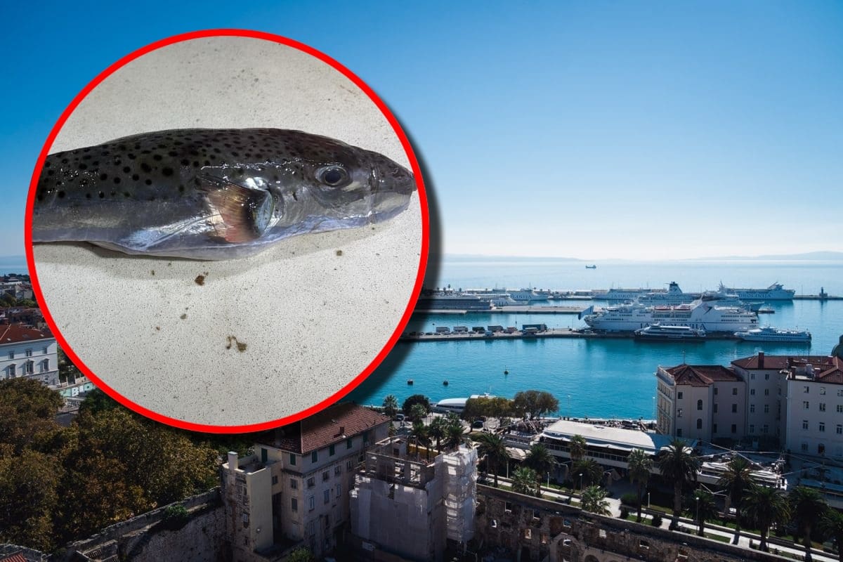 Opasna invazivna riba ulovljena kraj Splita, znanstvenici upozoravaju na njen otrov