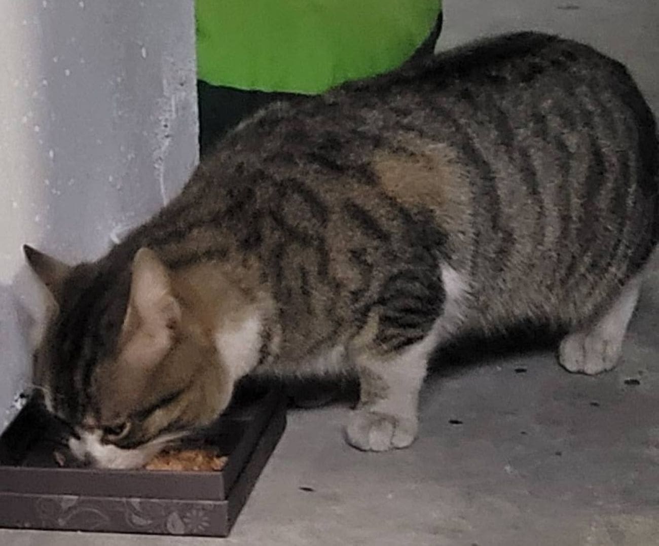 Tko će spasiti ovog mačka? Skriva se u garaži u Splitu, pun je straha