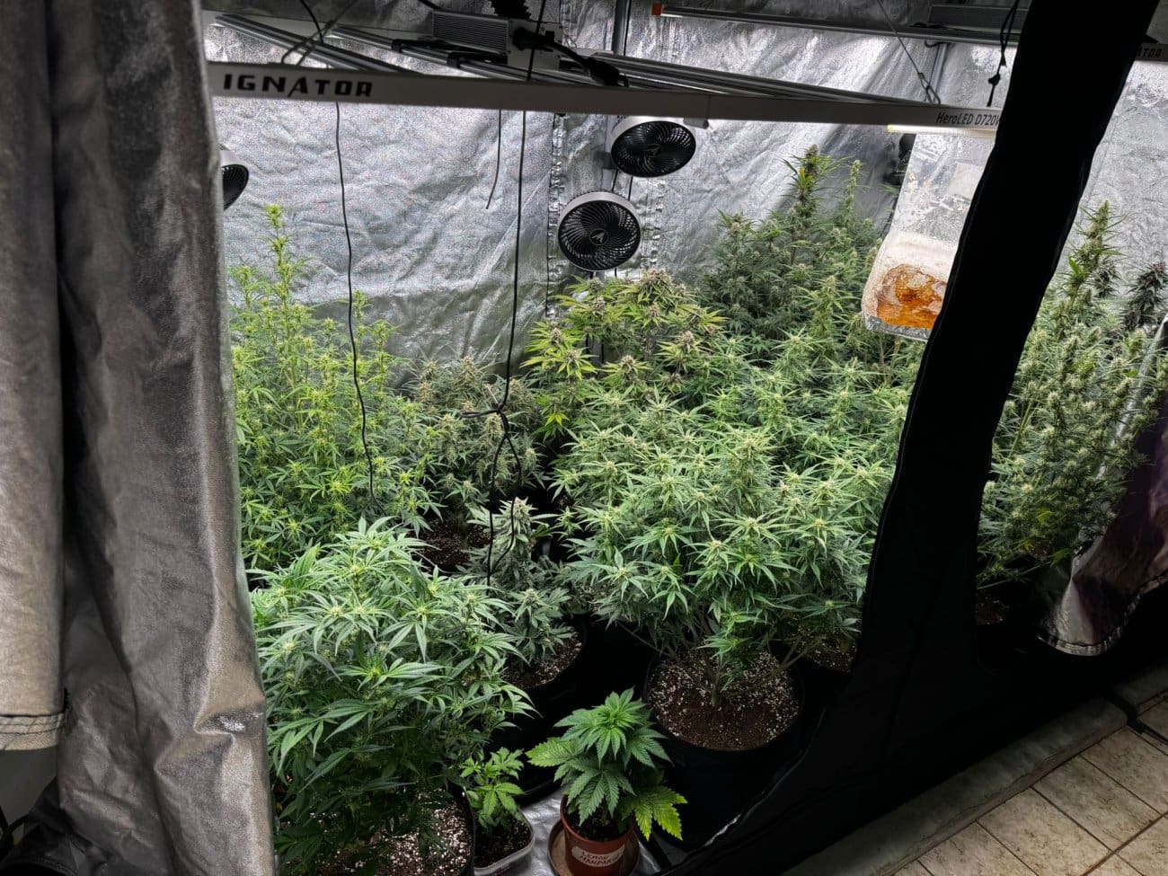 FOTO Policija razotkrila ilegalni uzgoj marihuane na Hvaru, kod 44-godišnjaka pronađen kompletan laboratorij za proizvodnju droge