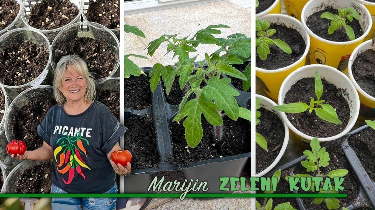 Pikiranje - goste ne primam dok sadnice ne odrastu! "Doslovno držite buduću biljku među prstima"