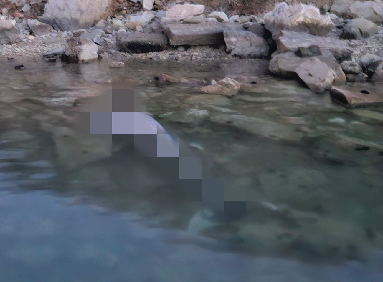 Uginula ženka dupina koja je nedavno izgubila mladunče u Jadru