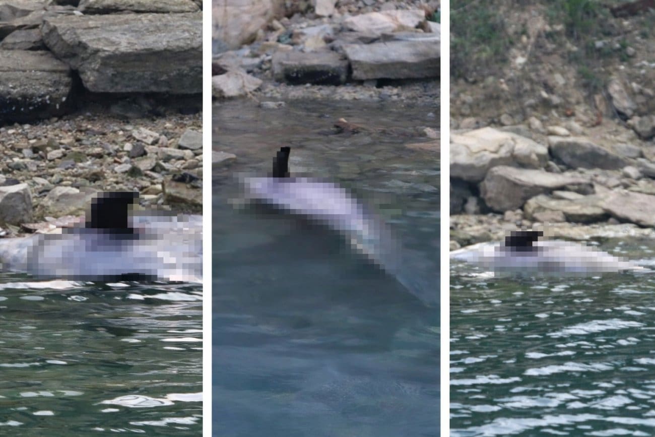 Uginula ženka dupina koja je nedavno izgubila mladunče u Jadru