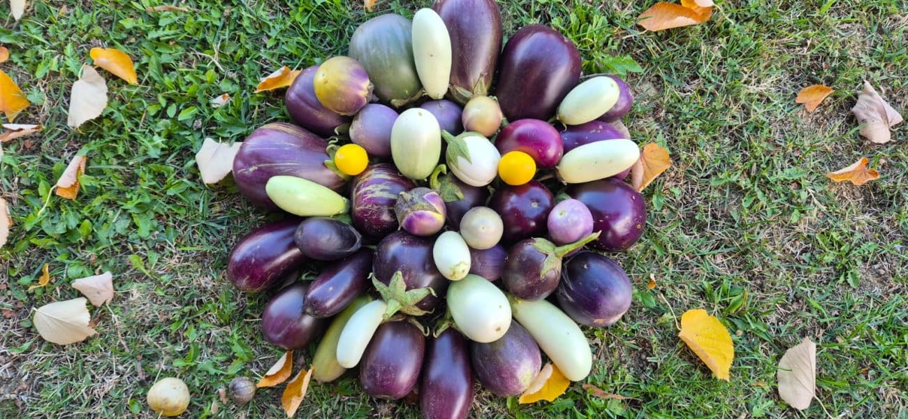 adaptivna pojloprivreda 1