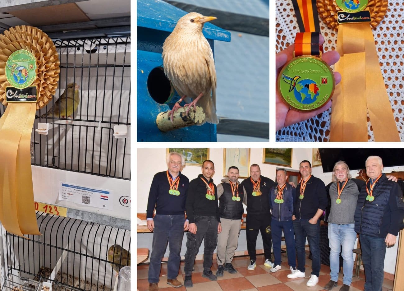 Sinjski ptičari među najboljima na svijetu: Na ornitološkom prvenstvu u Belgiji osvojili 20 medalja