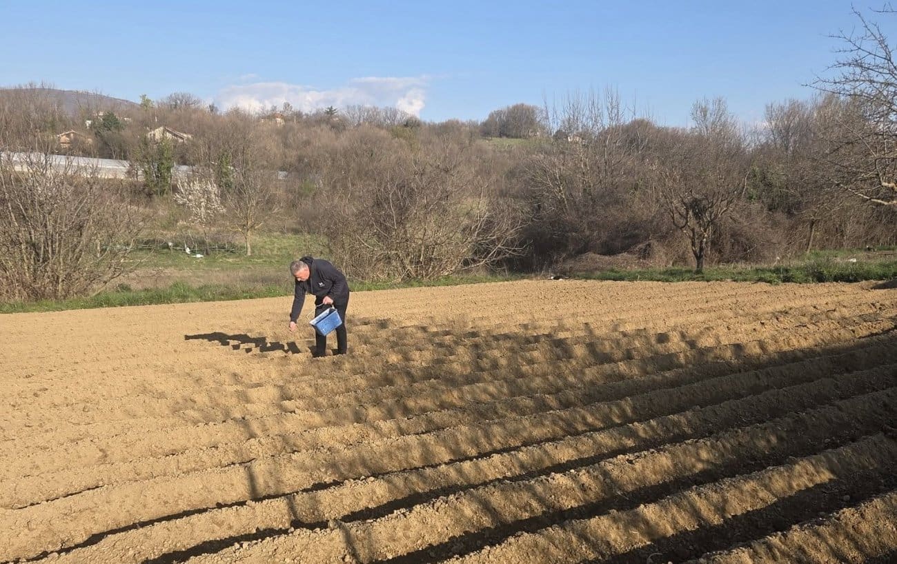 Gradonačelnik Sinja u akciji: "Šta gluplji seljak - veći krumpir!"