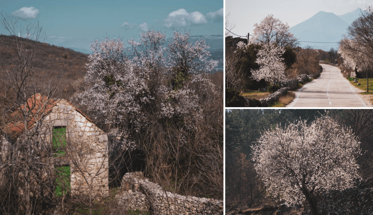 FOTO Procvjetali su bajami po Imotskoj krajini. Prizori su nestvarni