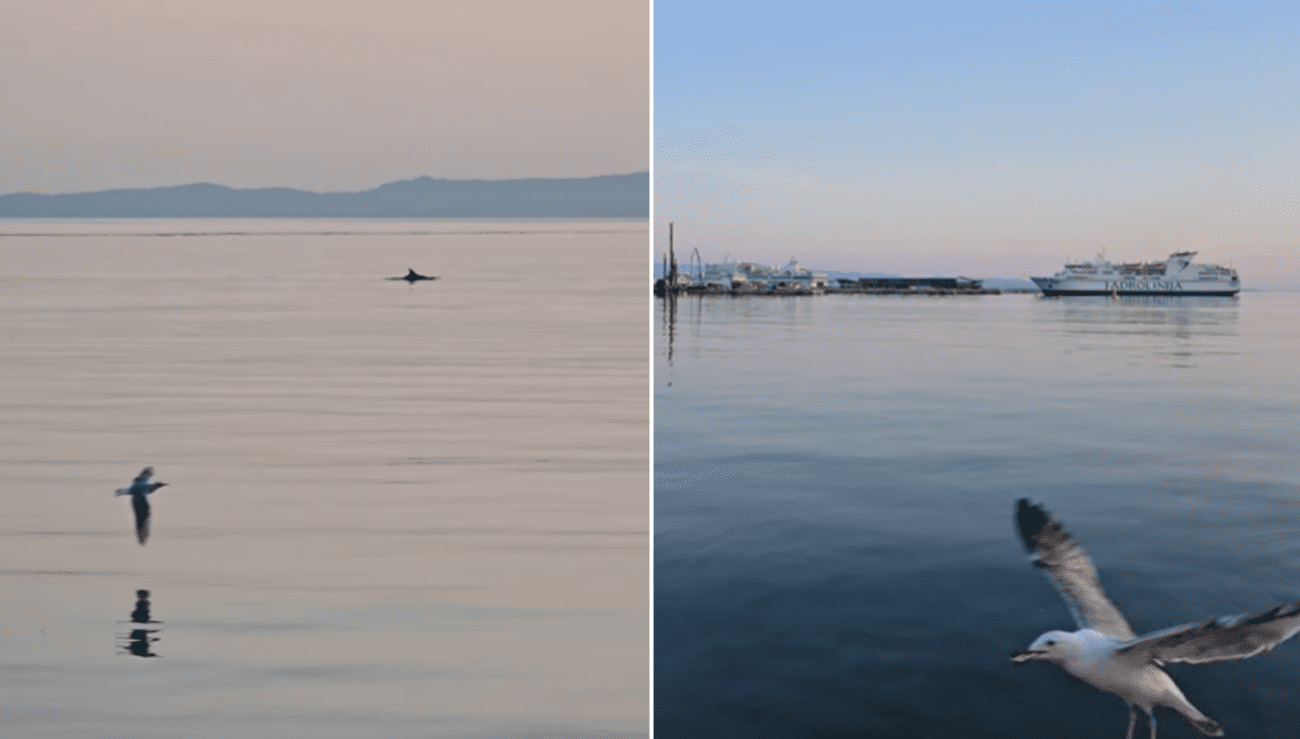 VIDEO U splitskoj luci snimljen dupin, pogledajte snimku