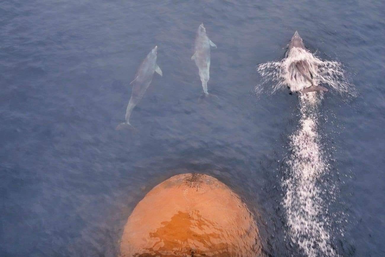 Loš dan? Ovi dupini koji se 'utrkuju' s trajektom popravit će svaki tmurni ponedjeljak