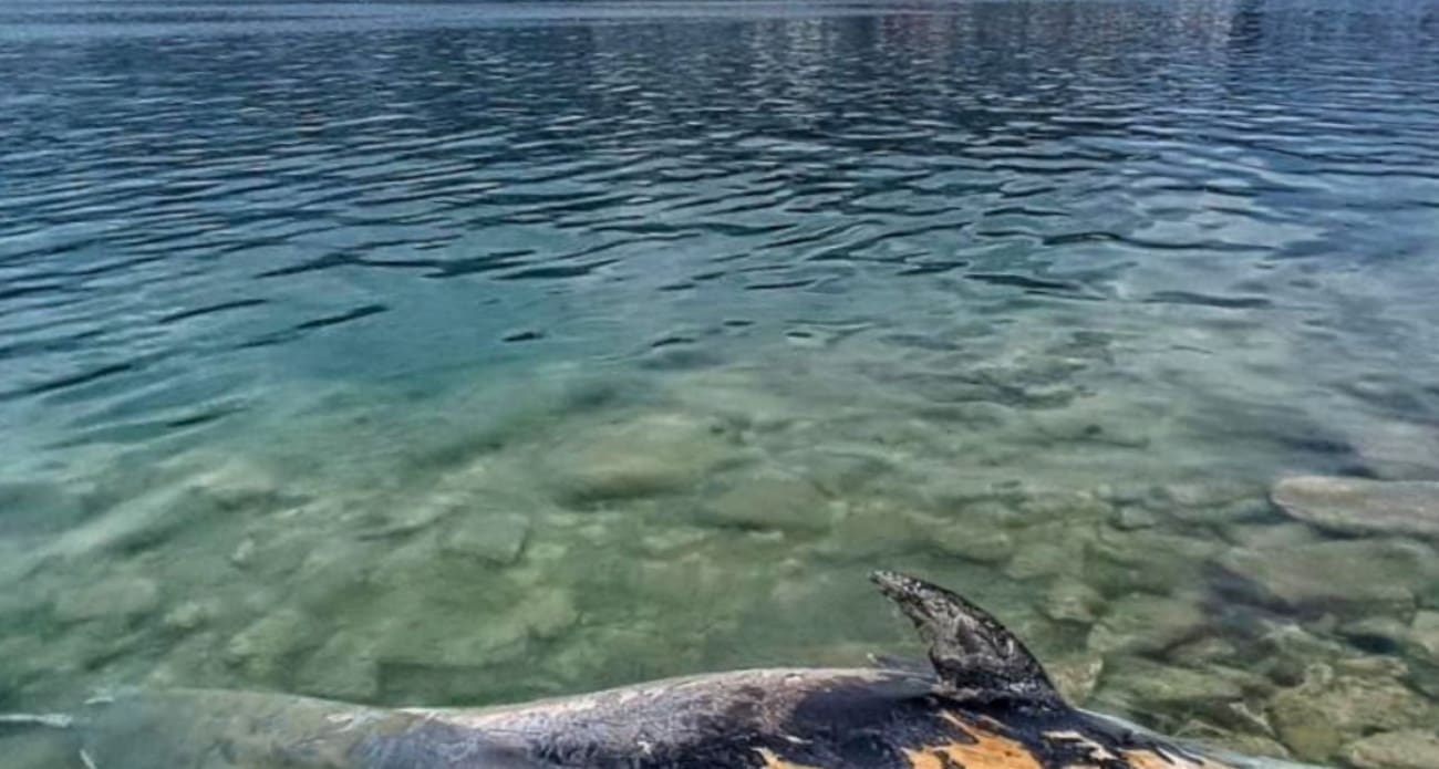 Tužan kraj dupinke Skaline: Dala je sve da spasi mrtvo mladunče, a onda i sama uginula