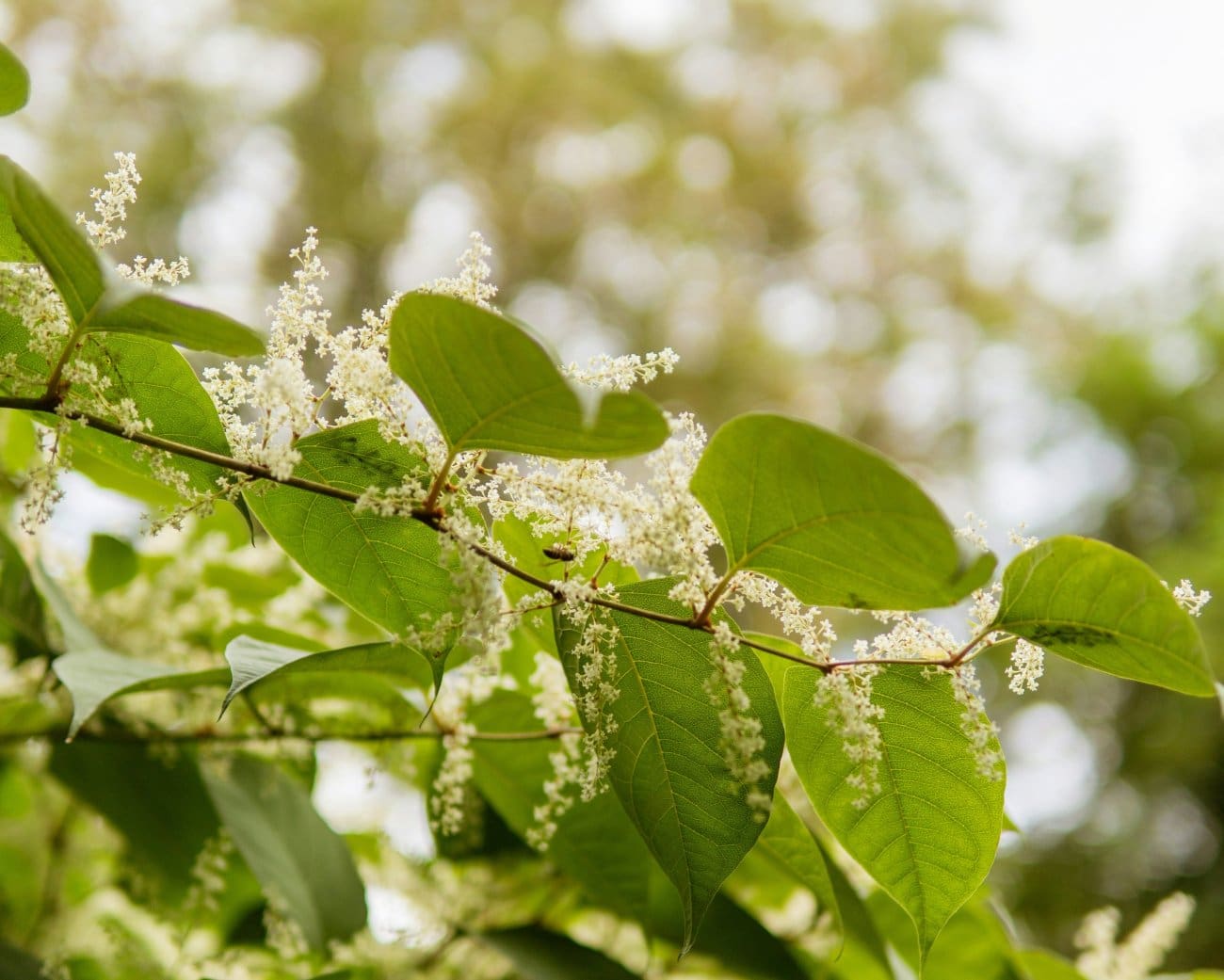 Može uništiti beton i temelje kuće: Biljka koju nikako ne smijete posaditi u dvorištu