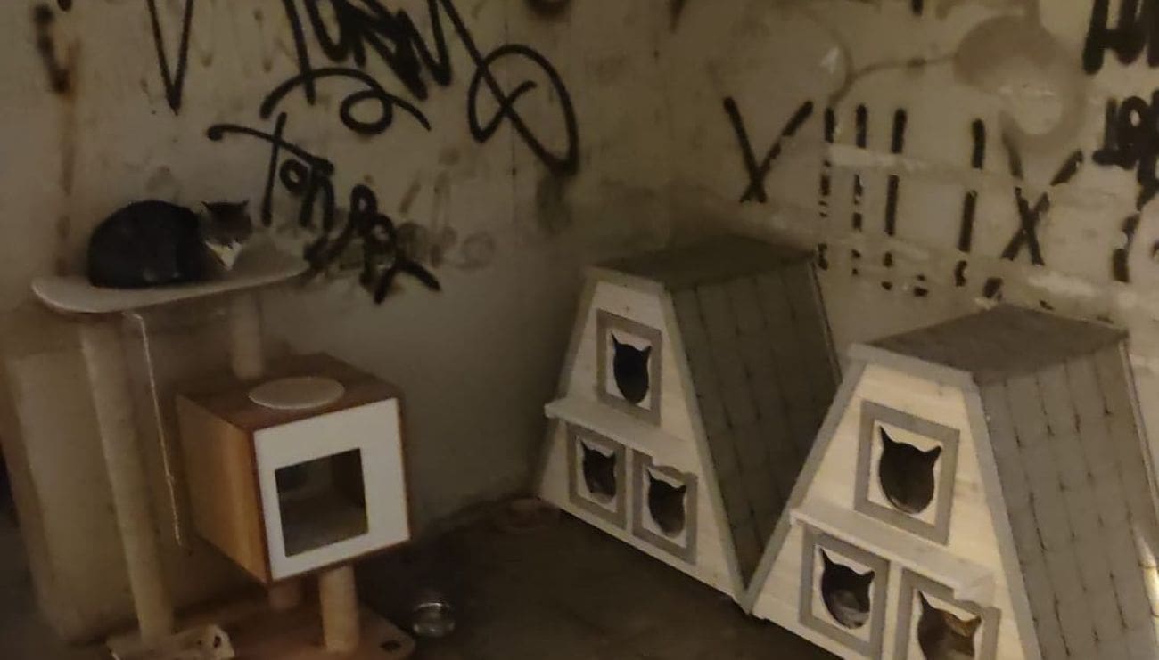 Splićani zaratili zbog uličnih mačaka. Tko je u pravu?