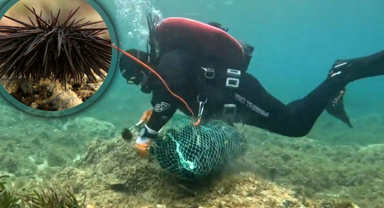 Nekad sirotinjska hrana, sada delikatesa koja je sve traženija na ilegalnom tržištu: Talijani plaćaju vrtoglave iznose