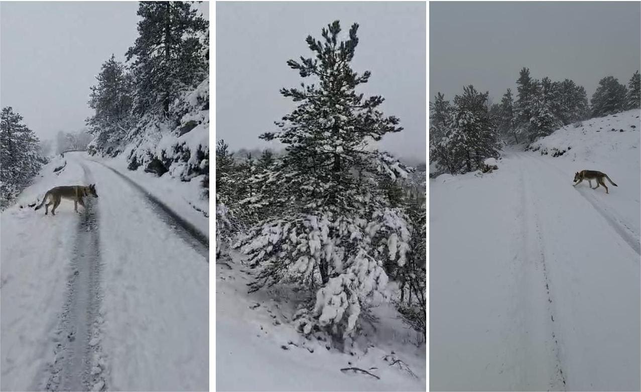 Ovako sada izgleda Biokovo!