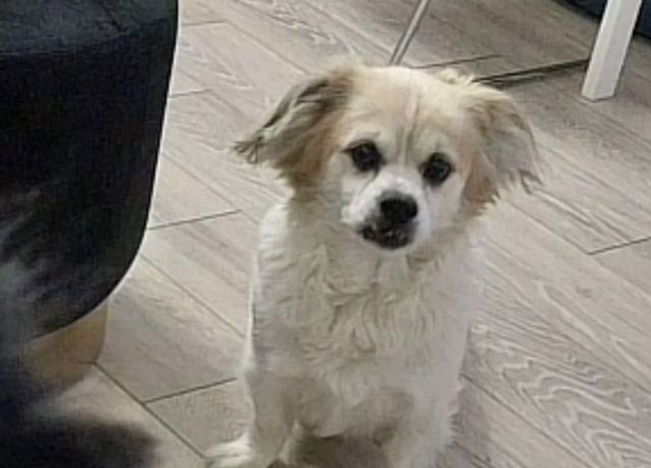 Potraga za psom na Staroj kaštelanskoj: Vlasnici mole građane za pomoć