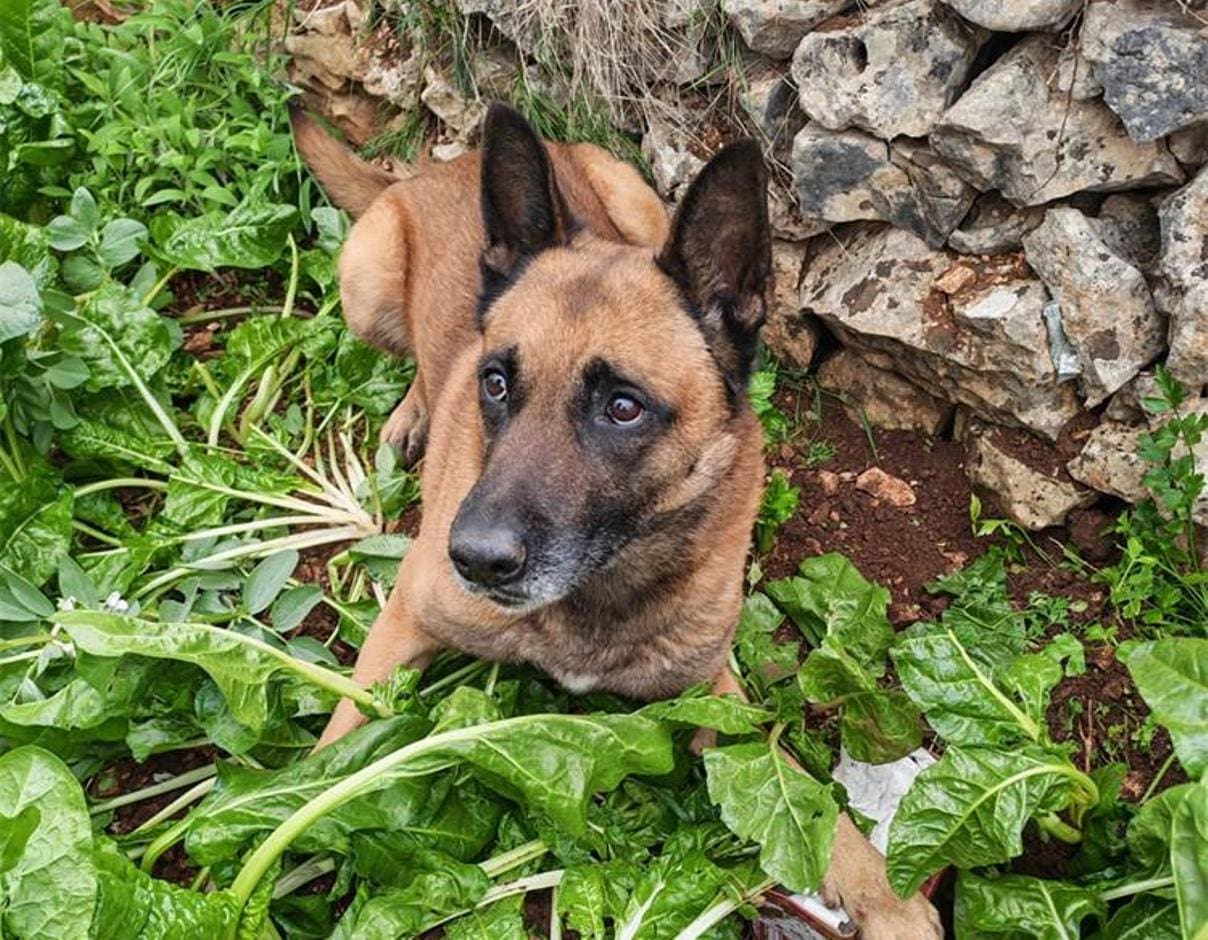 VIDEO Policijski pas namirisao drogu zakopanu u vrtu, pronađeno 800 grama amfetamina