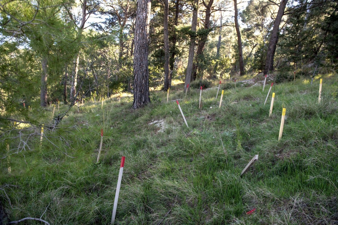 Posađeno 15.000 sadnica na Marjanu