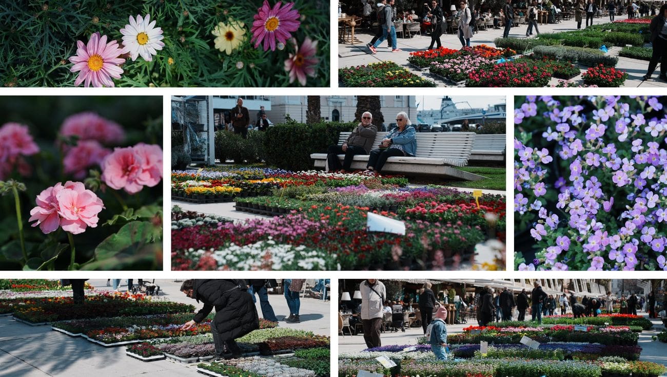 Riva procvjetala: Split zablistao u bojama Praznika cvijeća