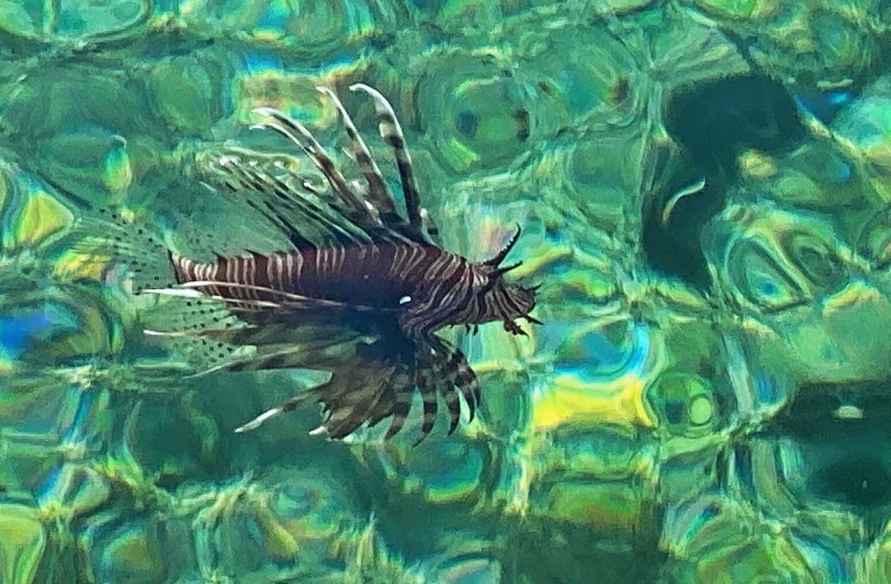 U Dalmaciji uočena izrazito invazivna vrsta ribe: "Ubod joj je otrovan i vrlo bolan"