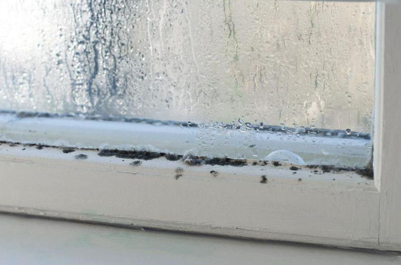 Zašto se plijesan stalno vraća – iako je redovito čistite?