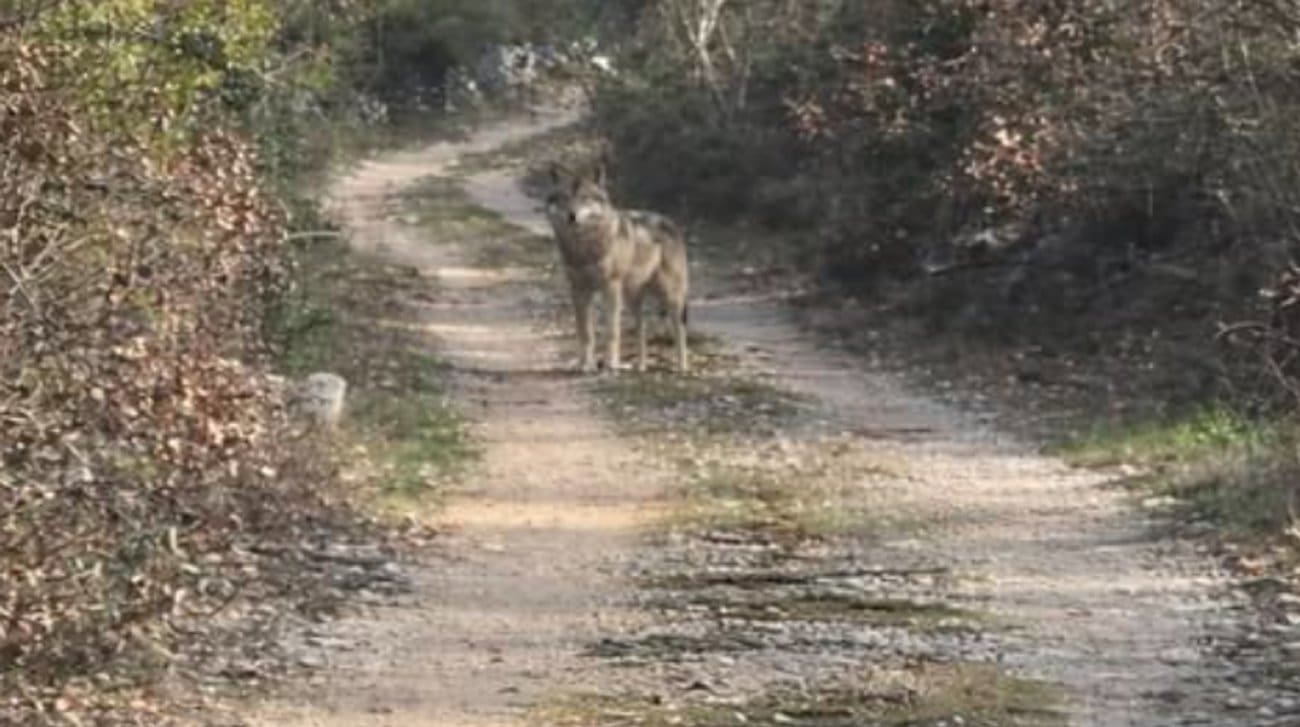 Upozorenje građanima: Viđena dva vuka u dalmatinskom mjestu