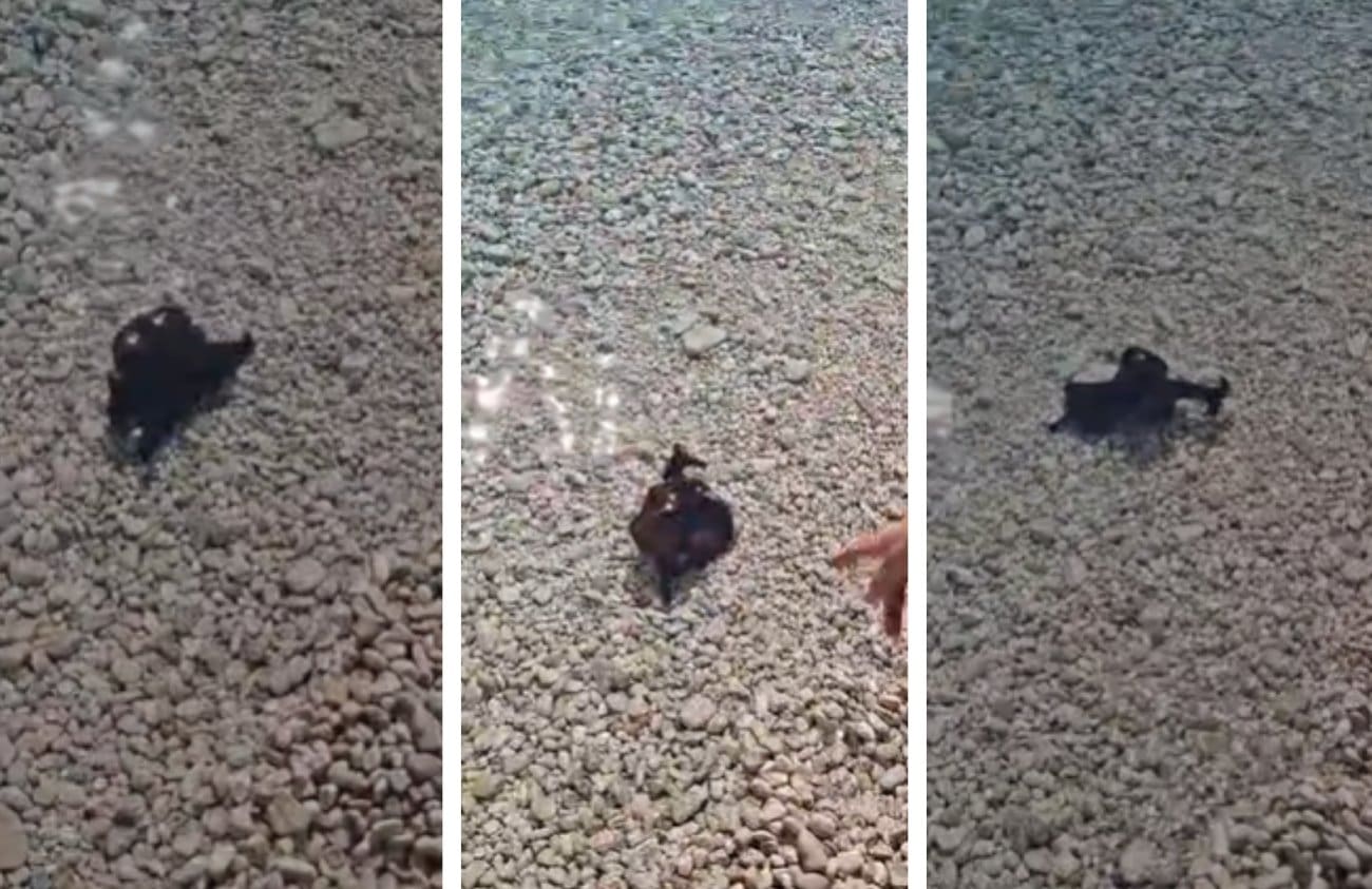 ŽNJAN Neobičan stanovnik Jadrana ponovno privukao pažnju